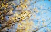 В Тульской области 25 марта солнечно, тепло и без осадков