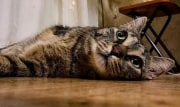 Ветеринар рассказала об опасности праздничного стола для домашних животных