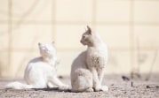 Погода в Туле 12 апреля: дождливо и до 18 градусов тепла
