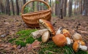 В Тульской области в лесу заблудился грибник