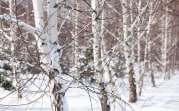 Погода в Туле 5 февраля: до -12 градусов и умеренный ветер