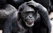 Вспышка оспы обезьян в мире: дойдет ли она до России
