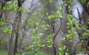 Погода в Тульской области 28 апреля: низкое давление, сухо, умеренный ветер