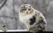Погода в Тульской области 26 февраля: мокрый снег, ветер и до +3 градусов