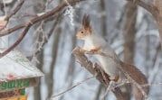 Погода в Тульской области 9 января: -12°С и переменная облачность