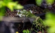 Убитая в Бородино 13-летняя школьница была изнасилована