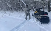 В Тульской области посчитают косуль, оленей и лосей