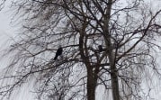 Погода в Туле 14 февраля: снежно и ветрено