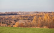 За год в Тульской области незаконно вырубили леса на 6 млн рублей
