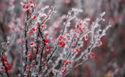 Погода 12 февраля: в Туле пасмурно и ледяные дожди