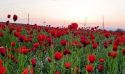 Туляков предупредили об уголовной ответственности за посадку некоторых растений