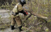 Из-за сильного ветра в Тульской области рухнуло 50 деревьев