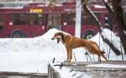 В Тульской области разработали новые правила для владельцев собак