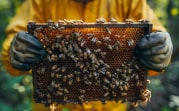 Новомосковская пасечница взыскала почти 2 миллиона с ООО «Росток» за гибель пчел