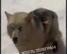В Богородицком районе неизвестные расстреляли бездомную собаку из арбалета