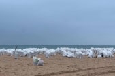 Пляжи Анапы после разлива мазута восстановят только к лету 2026 года