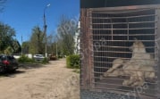В Новомосковске бродячая собака покусала 7-летнего мальчика