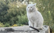 Погода в Туле 27 сентября: прохладно и без осадков