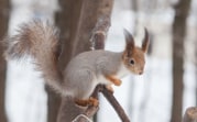 Погода в Туле 3 марта: мокрый снег и до +5 °С