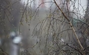 Погода в Тульской области 14 апреля: до +13 градусов и дождь
