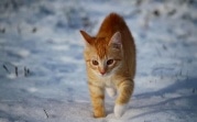 Погода в Тульской области 24 января: мокрый снег и сильный ветер