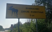 В прошлом году ДТП в Тульской области нанесли охотничьим ресурсам ущерб на сумму более 9 млн рублей