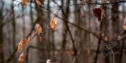 Тульские ученые научились лечить и диагностировать стресс