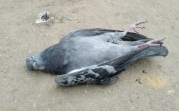 Массовая гибель птиц в Новомосковске: Трупы погибших голубей отправили на исследования
