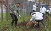 В Новомосковске напротив женской консультации высадили 20 лип