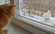 Погода в Тульской области 14 января: облачно, сухо, до пяти градусов мороза