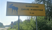 Тульских водителей предупредили о дорогах, где могут быть дикие животные