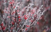 Погода 12 февраля: в Туле пасмурно и ледяные дожди