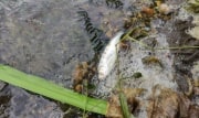 Причины массовой гибели рыбы в Любовском водохранилище выясняет Министерство природы