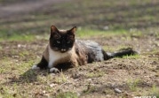 Погода в Тульской области 2 апреля: ветрено и до +9°С