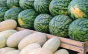Где и как покупать дыни и арбузы: рекомендации Роспотребнадзора