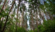 В России ужесточили ответственность за разжигание лесных пожаров