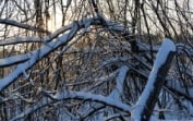 Россиянам официально разрешили собирать валежник