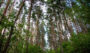 С 1 мая леса Тульской области начнут патрулировать с воздуха