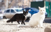 Погода в Туле 27 февраля: до +1 и сильный ветер
