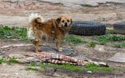 За выброшенных на улицу домашних животных будут штрафовать