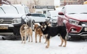 Погода в Тульской области 27 января: гололедица, снег с дождём и до +3
