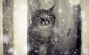 Погода в Тульской области 25 января: облачно, мокро, скользко