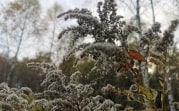 Погода 17 октября: в Туле днем возможен небольшой дождь
