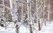 Погода в Туле 14 декабря: небольшие осадки и ветер