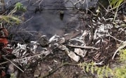 Берег реки Любовки под Новомосковском засыпан дохлой рыбой