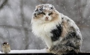 Погода в Тульской области 14 декабря: мокрый снег, ветер и до +2 градусов