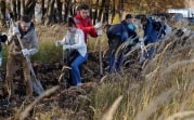 В 2019 году в Тульской области восстановят 116 гектаров леса