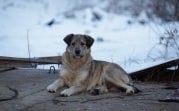 В Тульской области проводится месячник льготной стерилизации животных