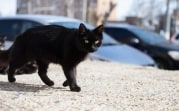 Погода в Туле 30 апреля: ветрено и до +12 градусов