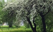 Жилые дома или яблоневая аллея: в Новомосковске хотят сохранить зеленые насаждения